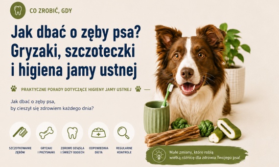Jak dbać o zęby psa? Gryzaki i higiena jamy ustnej